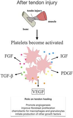The Role of Vascular Endothelial Growth Factor in Tendon Healing